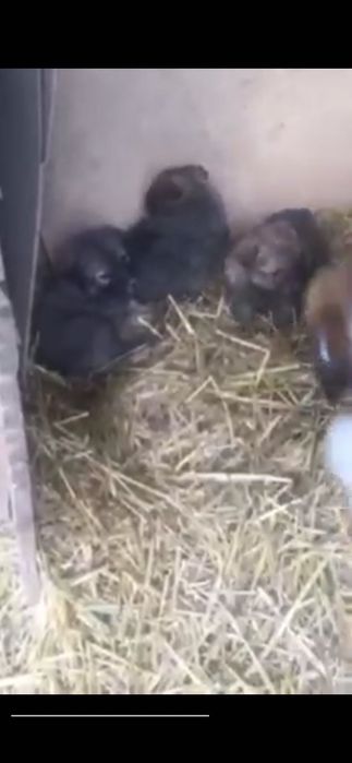 Щеночки в добрые руки