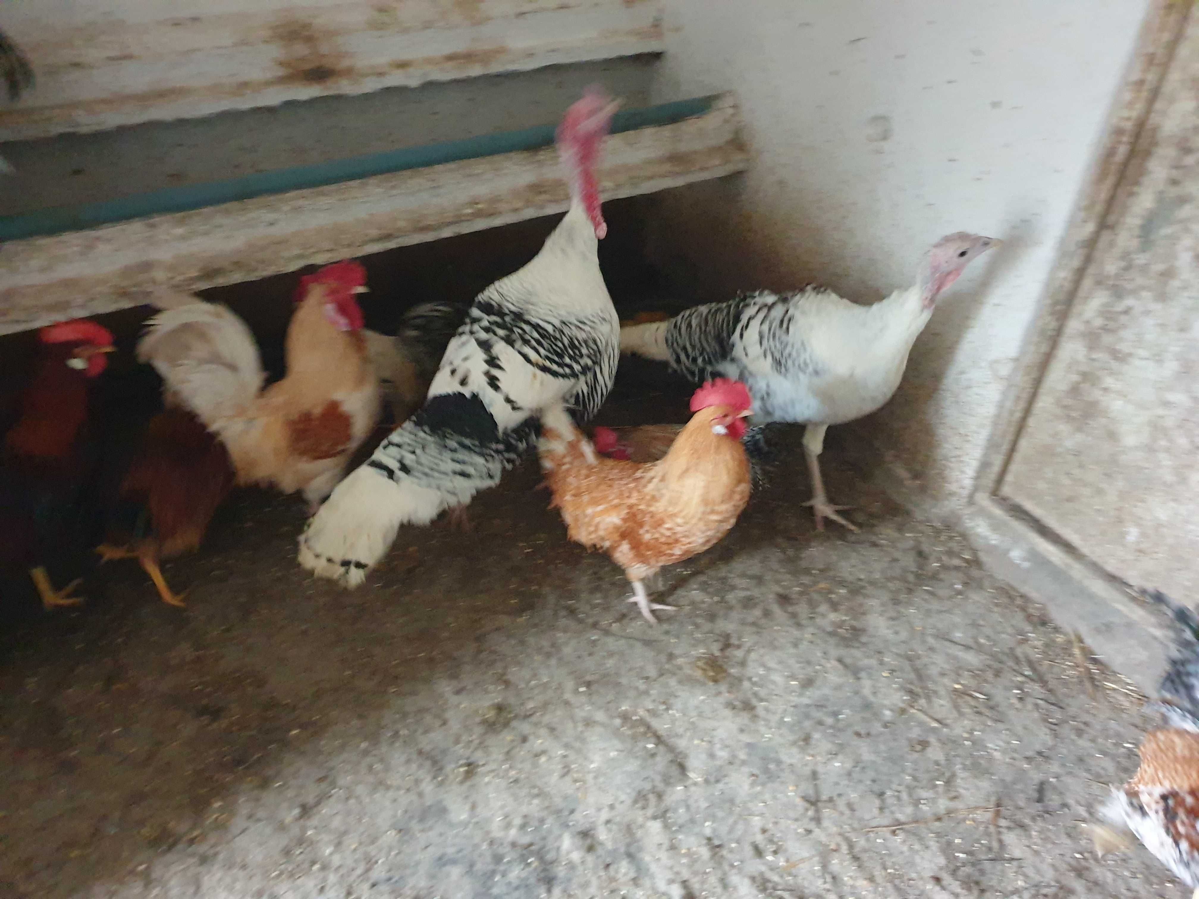 Varios animais galinhas,patos,perus,coelhos..