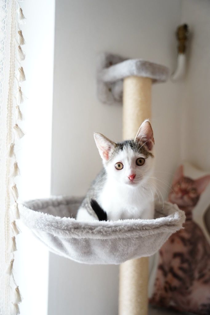 Bobiś do adopcji