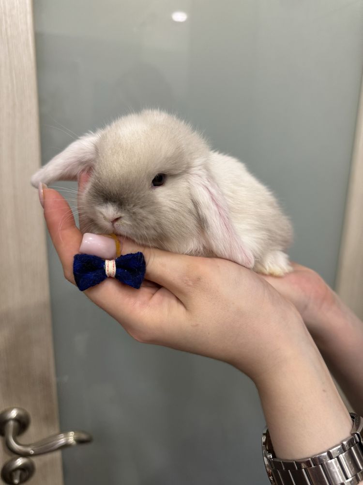 Висловухий баранчик - декоративний міні кролик