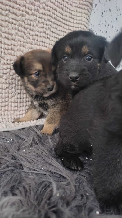 Oddam pieski w dobre ręce