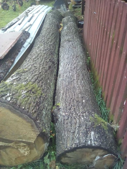 Sprzedam dęba mniejszego tartacznego