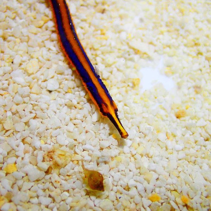 Doryrhamphus melanopleura - kolorowy mieszkaniec raf koralowych
