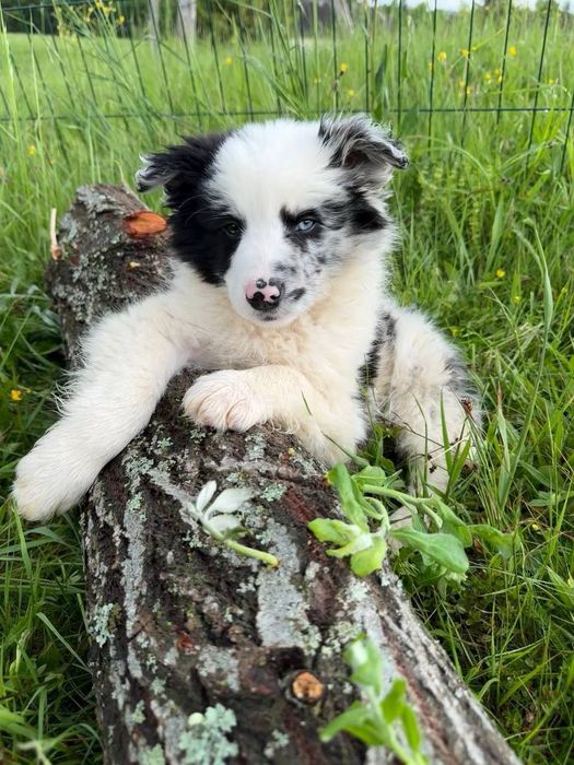 Чистокровні  КСУ Border Collie