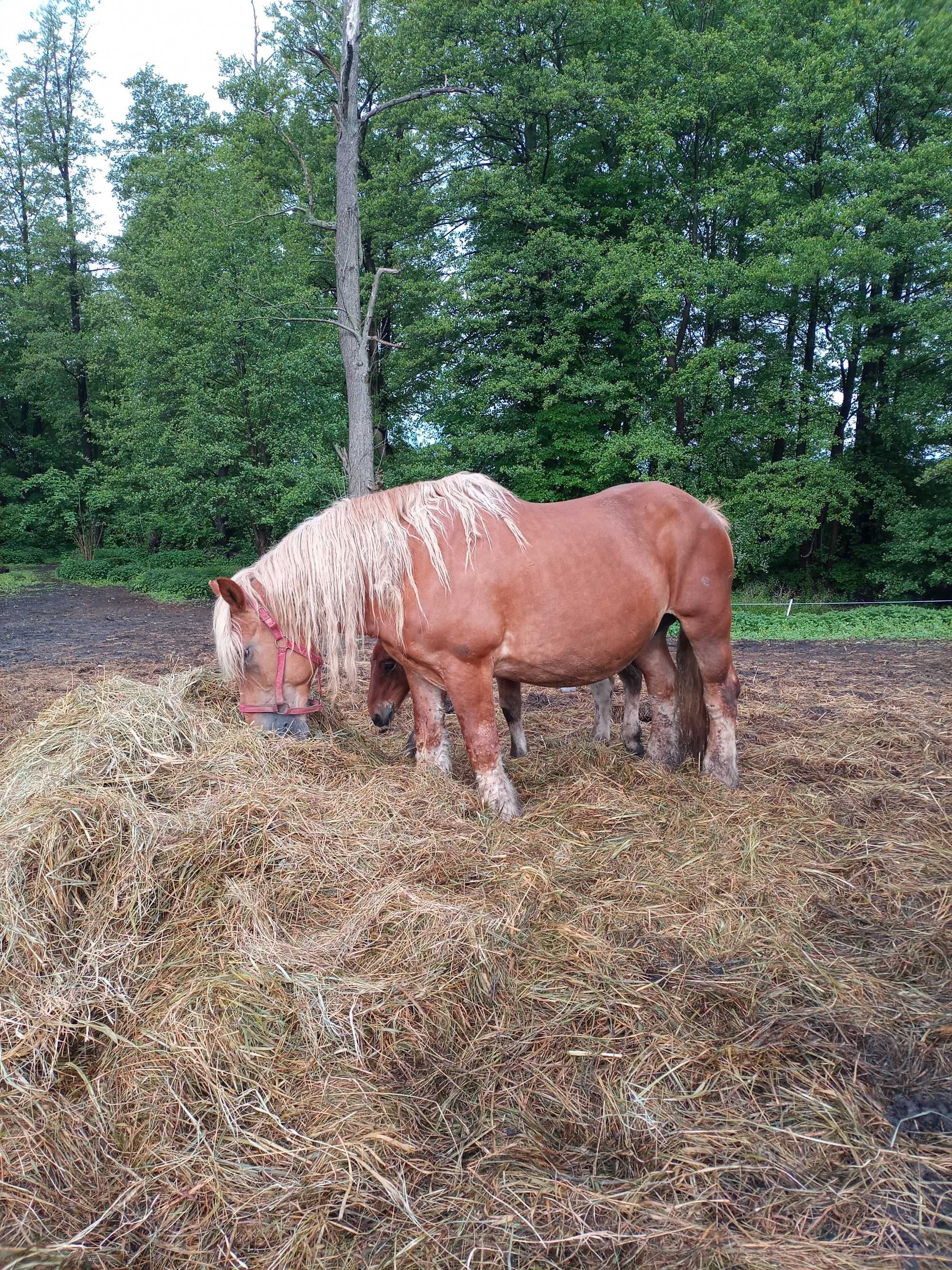Sprzedam klacz sztumską ze źrebakiem