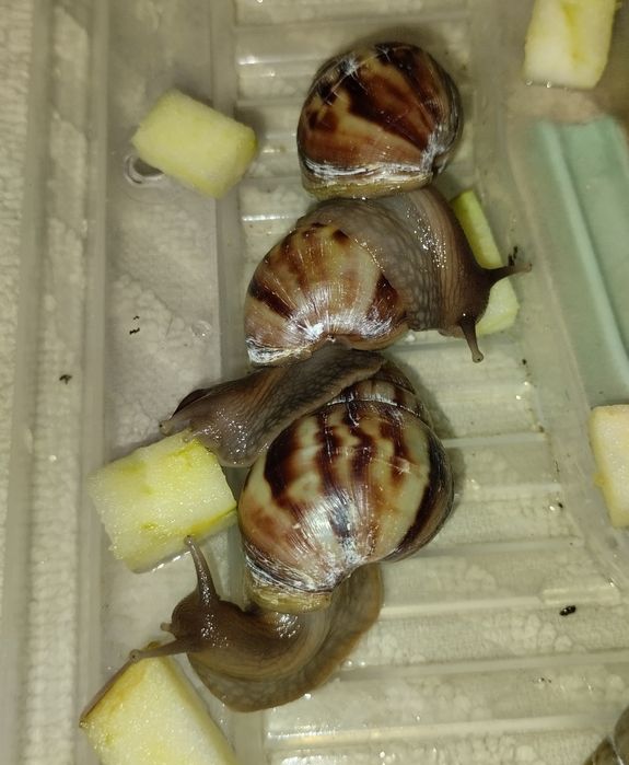 Улитки Ахатины 30 грн Нивки-Виноградарь