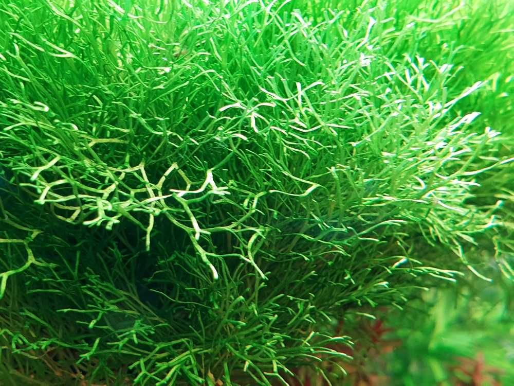 Roślina akwariowa - Wgłębka wodna - Riccia fluitans - AKWAREKS