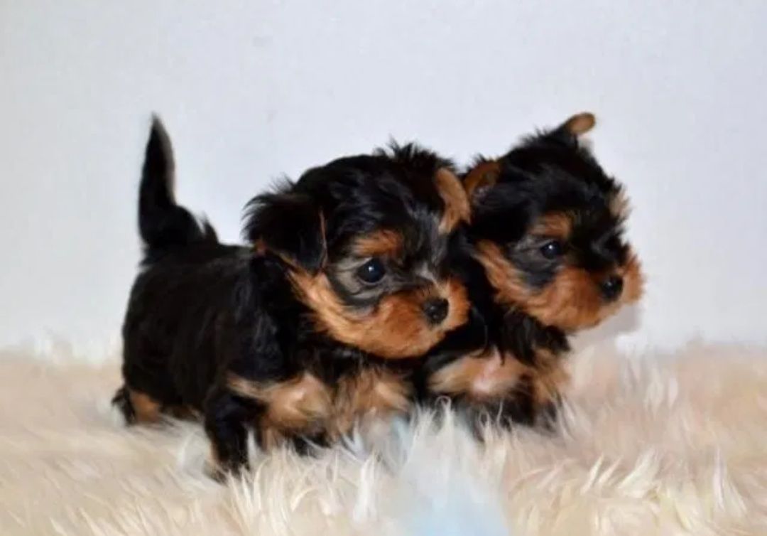 Yorkshire Terrier piesek colin VIP mini