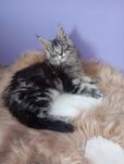 Красень мейн кунчик голубий мраморний на сріблі