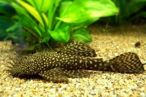 Zbrojniki dorosłe samce