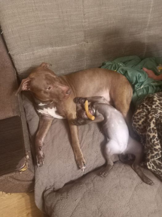 Щенок питбултерера девочка каричневая с белым