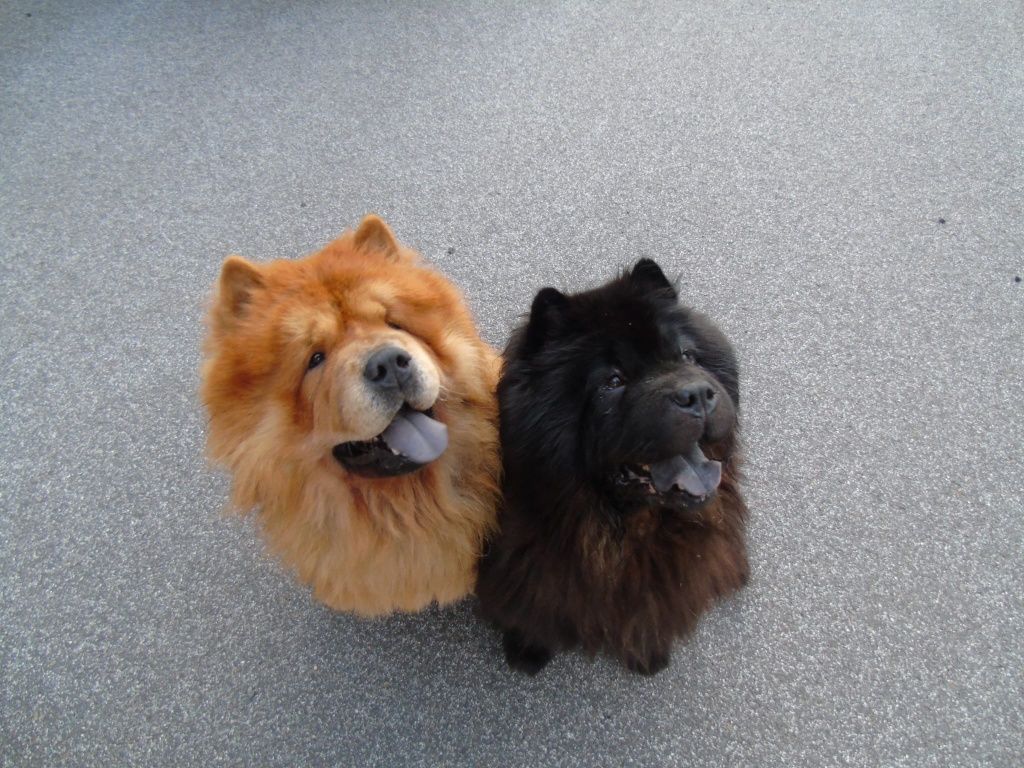 Suczka chow chow