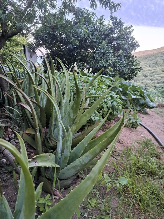 Folha Aloe Vera fresca