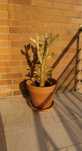 Cacto Opuntia monacantha variegata 55cm de altura