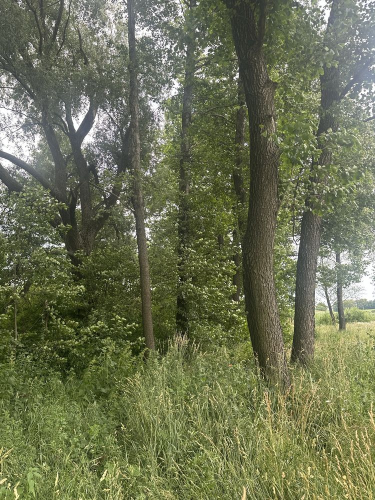 Dzałka nad jeziorem z linią brzegowa