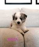 Border Collie Suczka Blue Merle BADANIA
