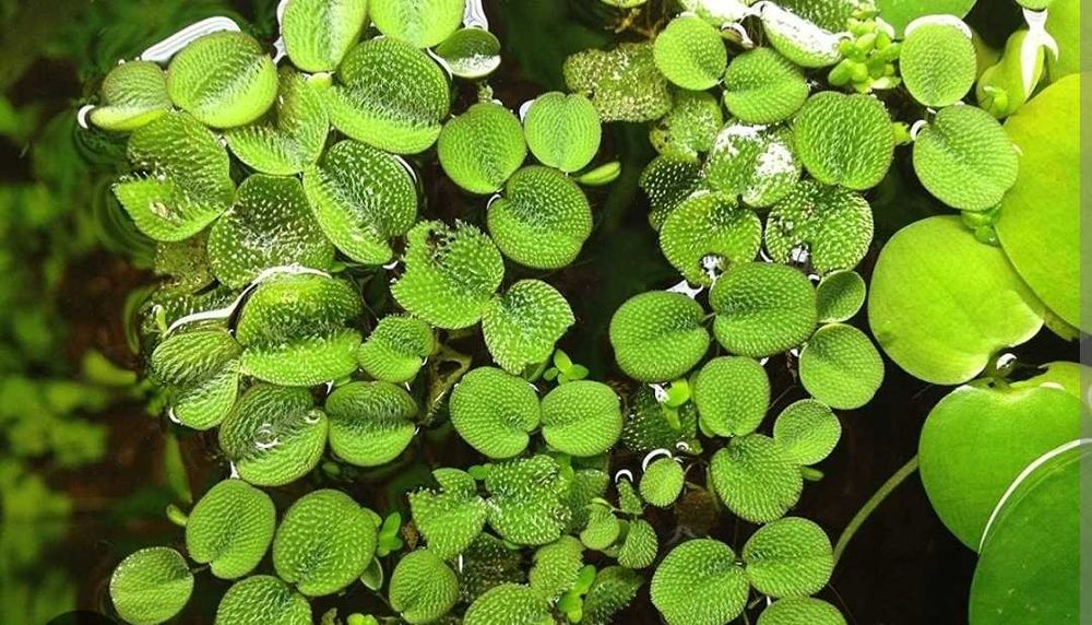 Salvinia minima natans