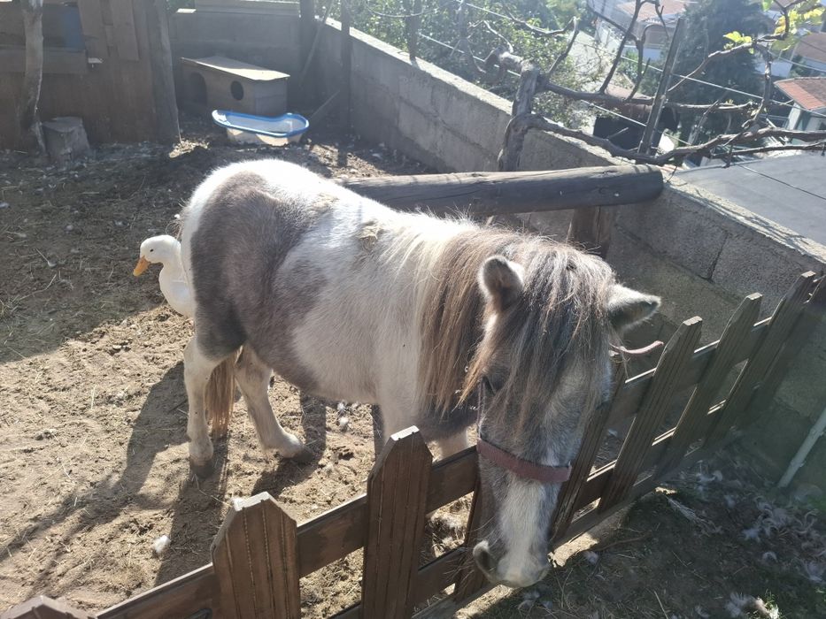 Vendo poney shetland