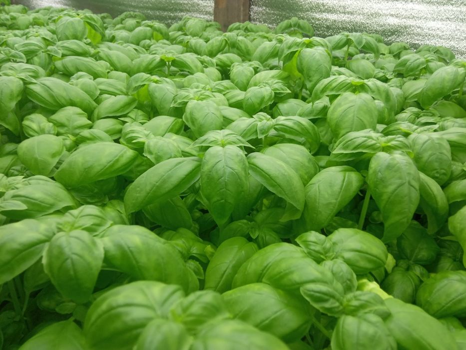 Базилік зелений свіжий