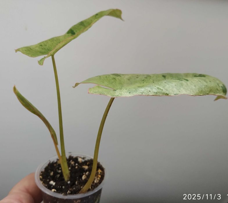 Філодендрон    Paraiso Verde