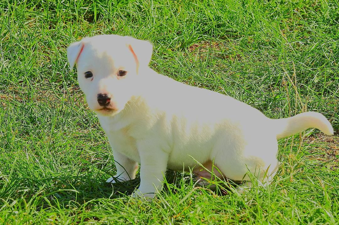 Piękny piesek Jack Russell Terrier!