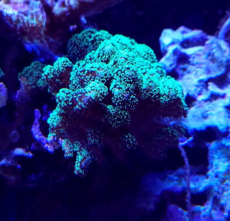 Koralowiec Seriatopora