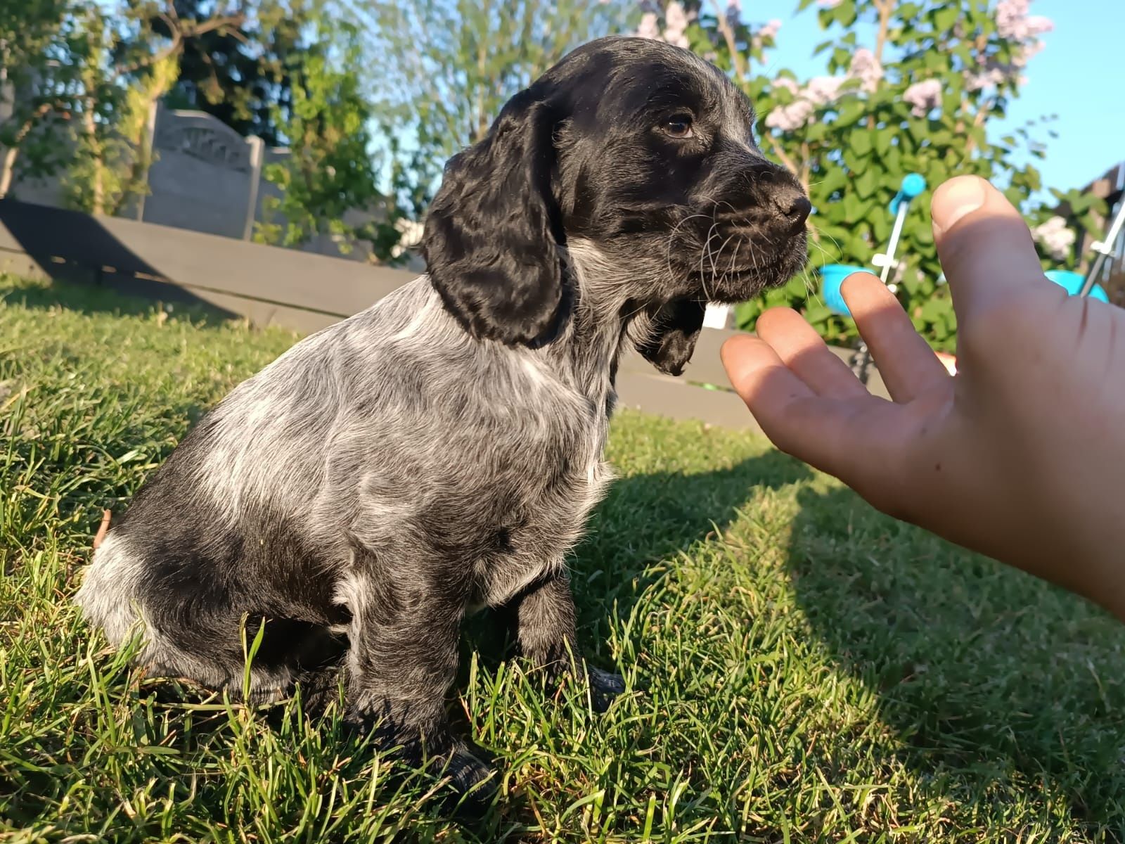 Cocker Spaniel Angielski Dziewczynka