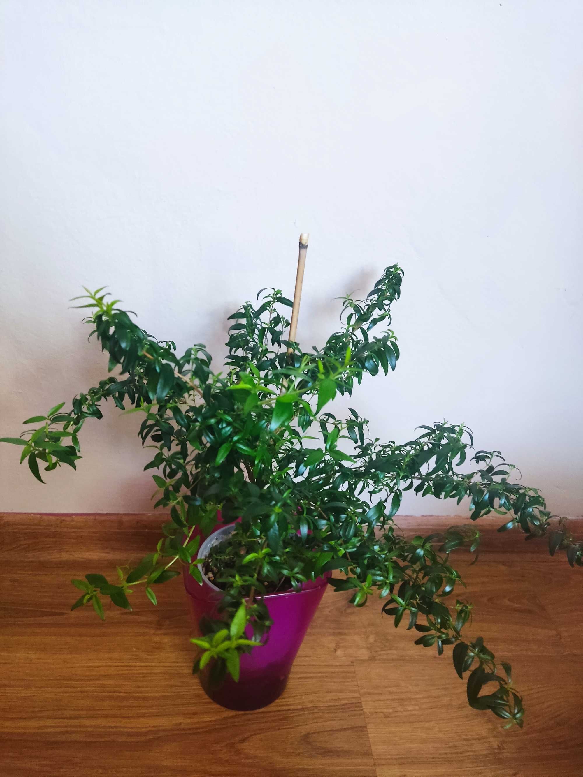 Mirta ,merta, mirt, angina,mieta kubanska grubosz,
