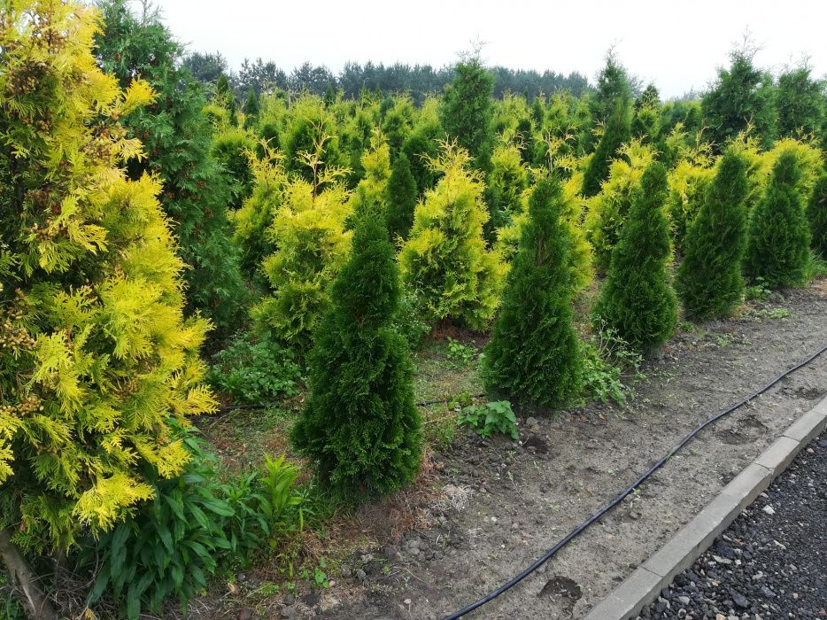 Tuja Szmaragd 200 cm. Occidentalis, żywotnik zachodni WYSOKIE TUJE