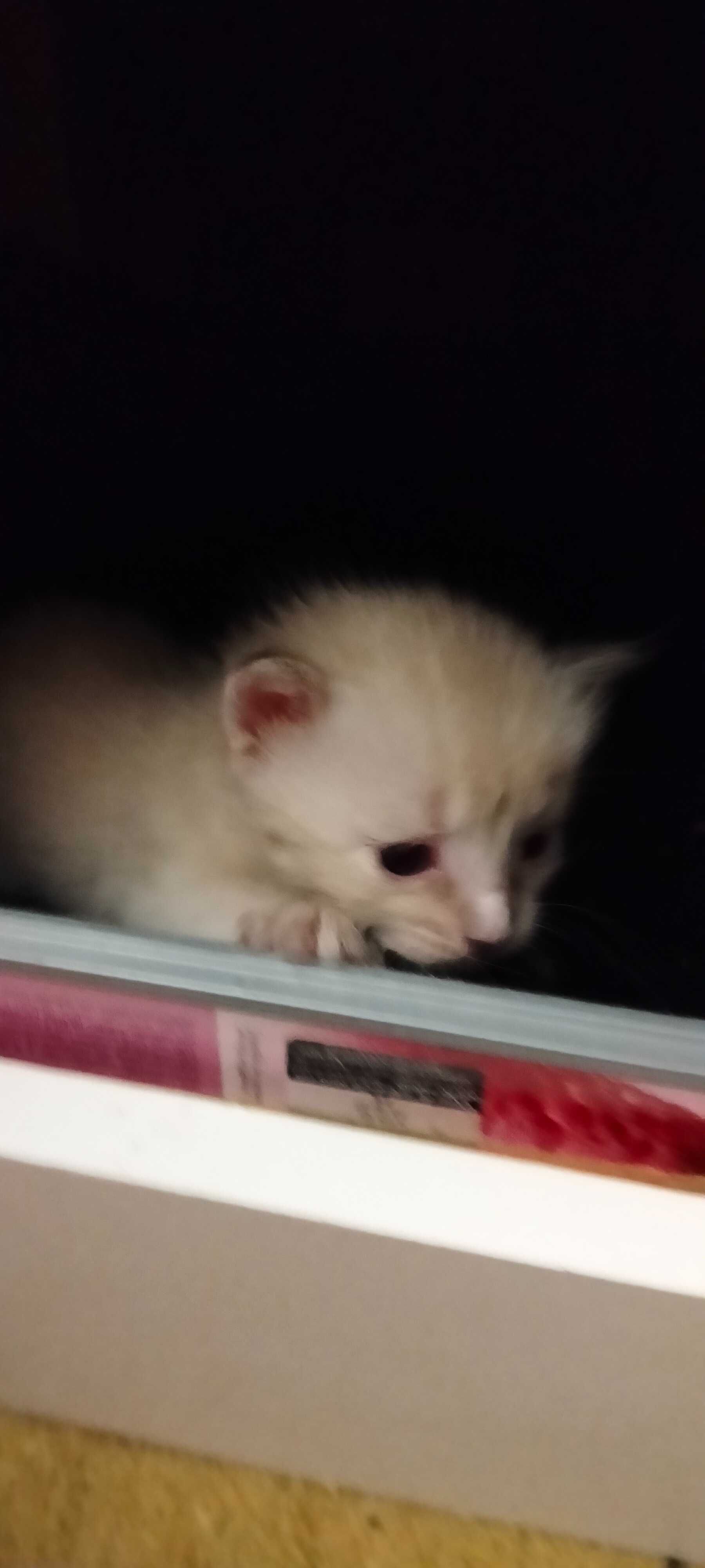 Oferecer gatinhos