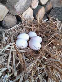 Jaja lęgowe zielononóżki kuropatwianej