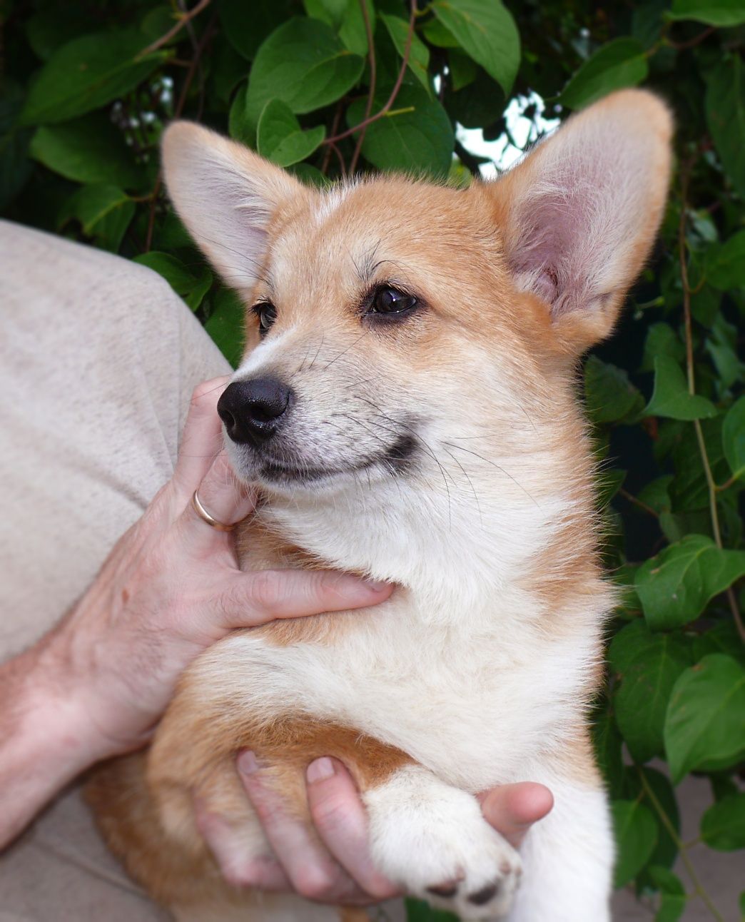 Рудий коргі хлопчик, бобтейл