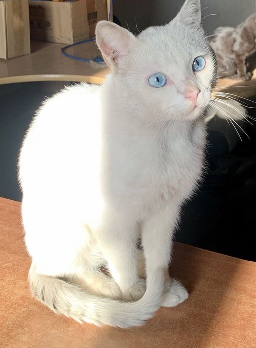 Кіт Умка 1 рік, шукає родину