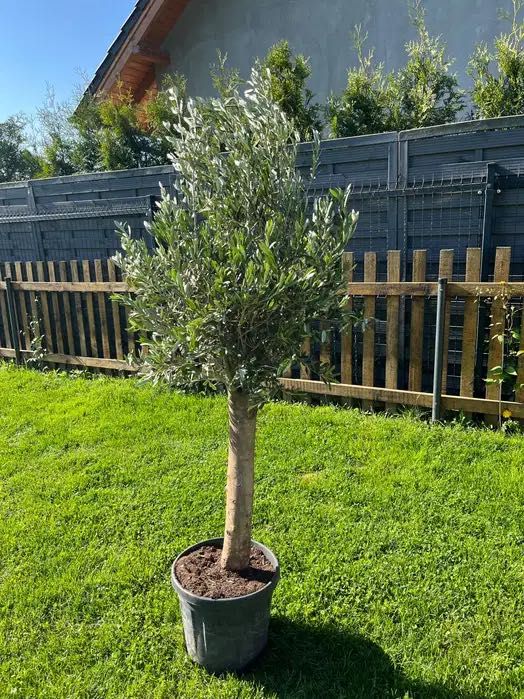 Drzewa oliwne,oliwka, 25l, z plantacji holenderskiej,do -15C,170-200cm