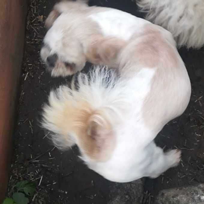 Sunia shih tzu szczeniaczek