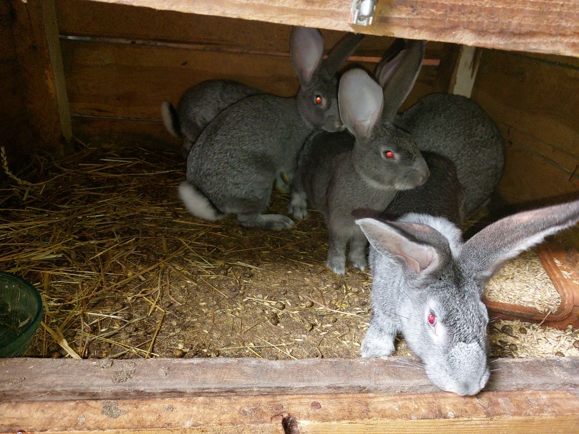 Продам кроликів шиншила