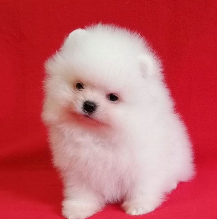 Красивый супер щенки