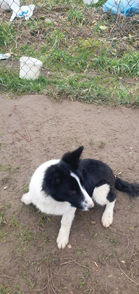 Suczka Border Collie