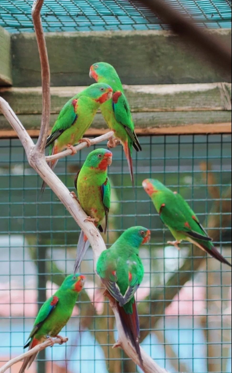 Lathamus discolor , swifts