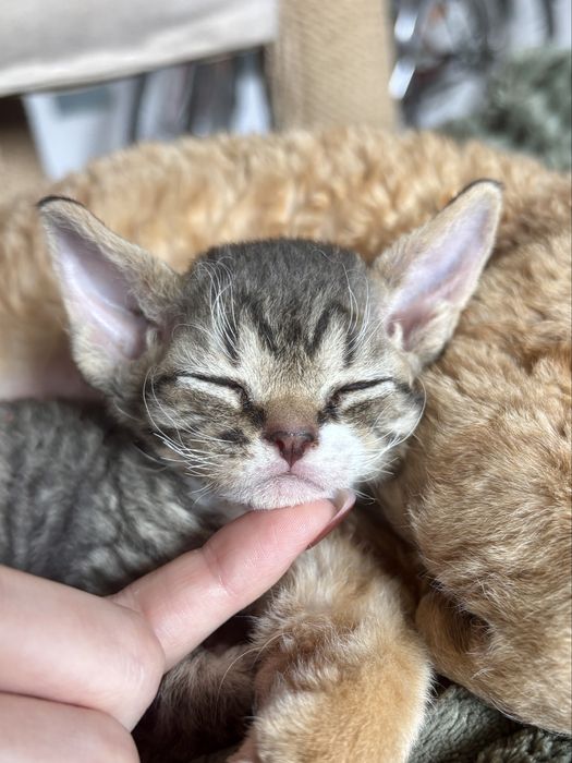 Pregowany devon rex z bielą