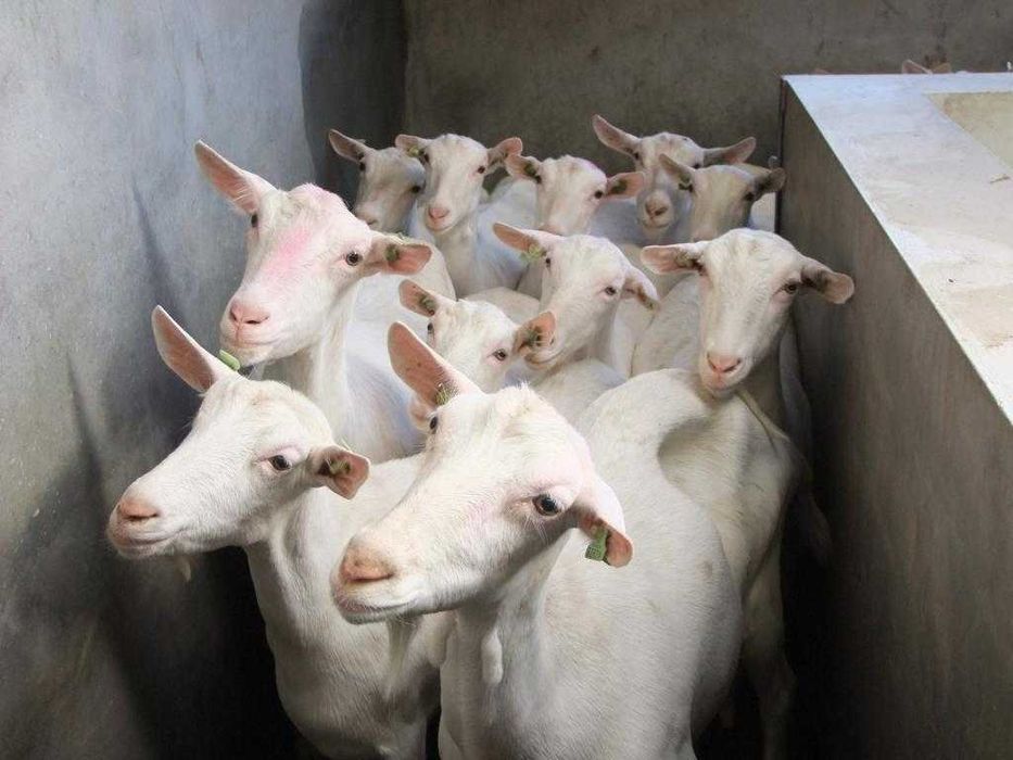 Продаються зааненские и заано-нубийские козы и козочки разного возраст