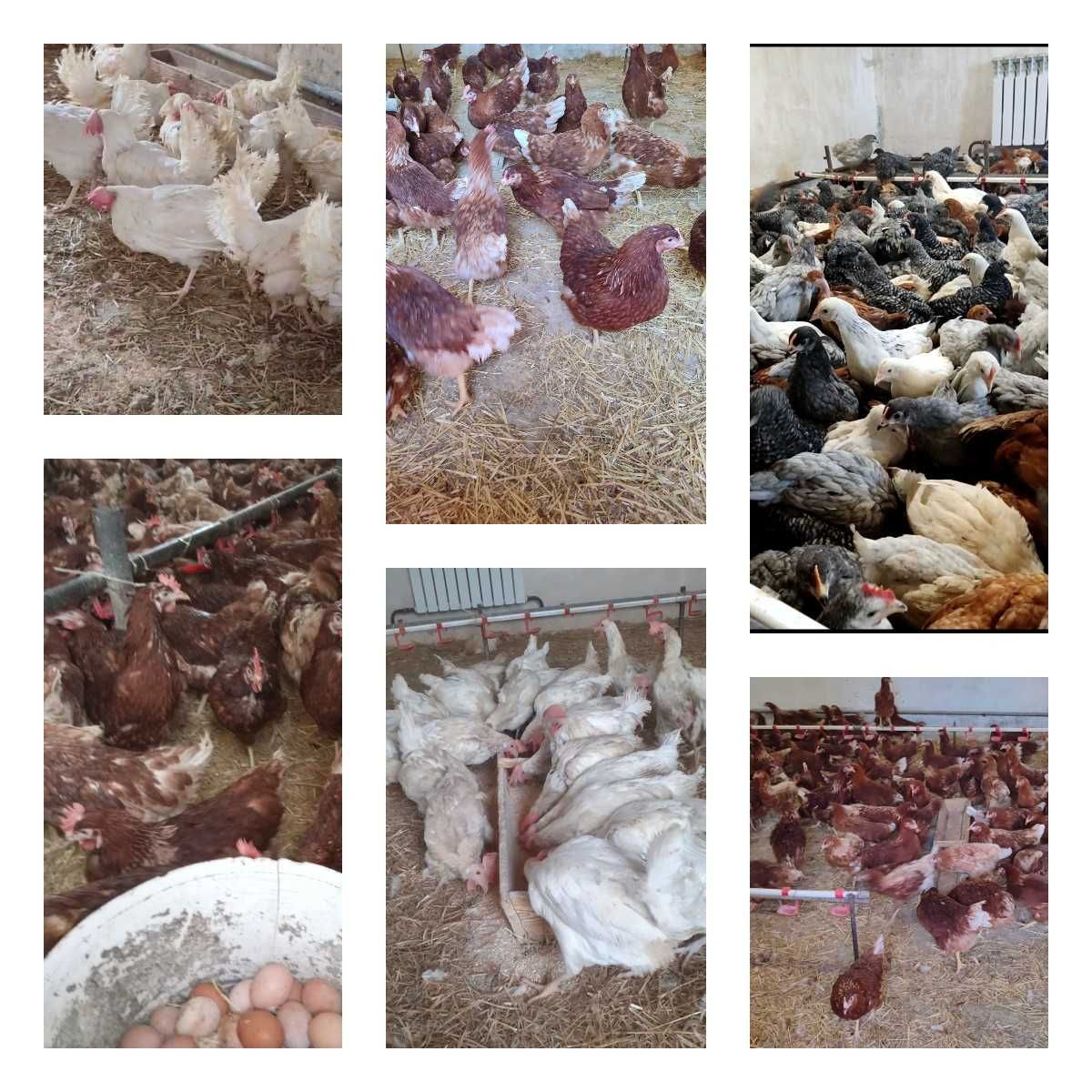 Продам кури несушки! Доставка безкоштовна. Чигирин!