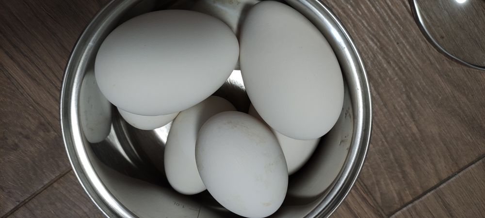 Gęsie jaja jajka świeże