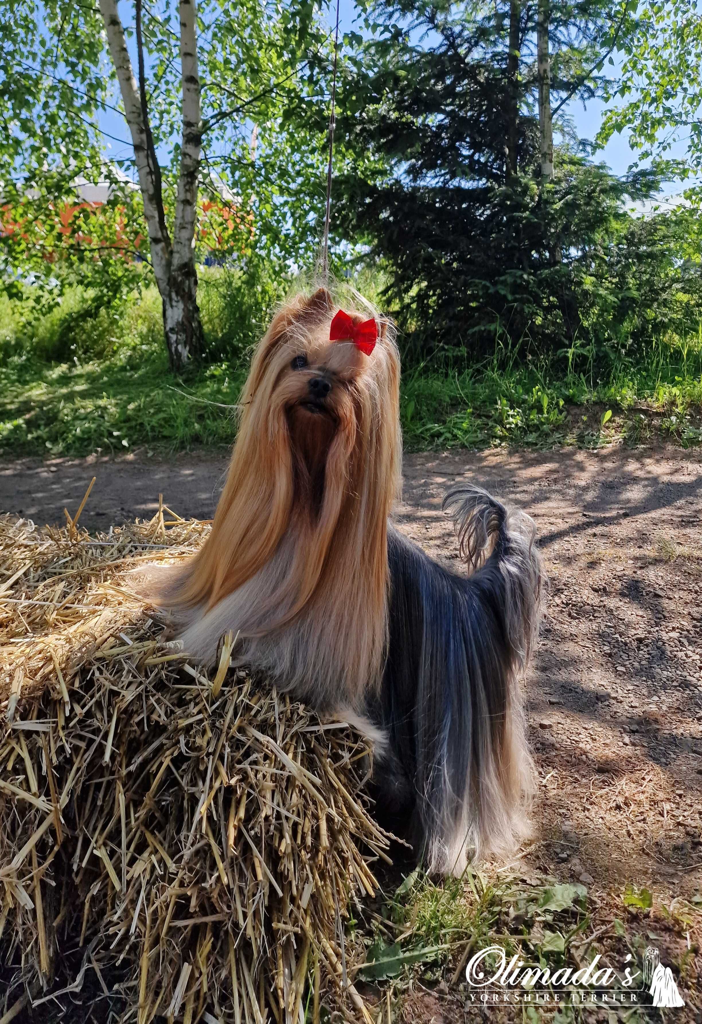 York z PRAWDZIWYM rodowodem  FCI - ZKwP, Yorkshire terrier