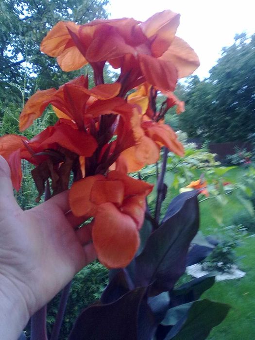 Kanna, bordowe liście , pomarańczowe kwiaty karpa