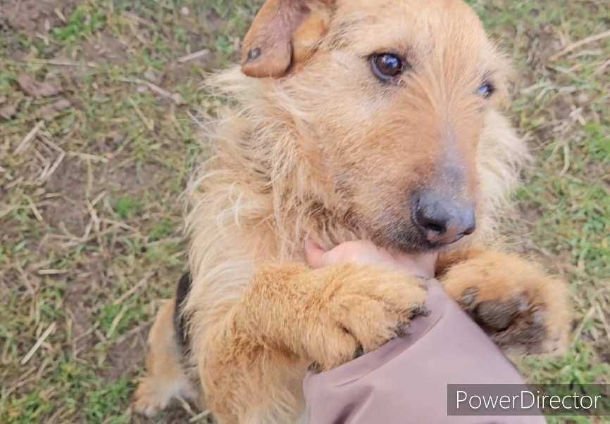 Bity, katowany a wciąż kocha człowieka