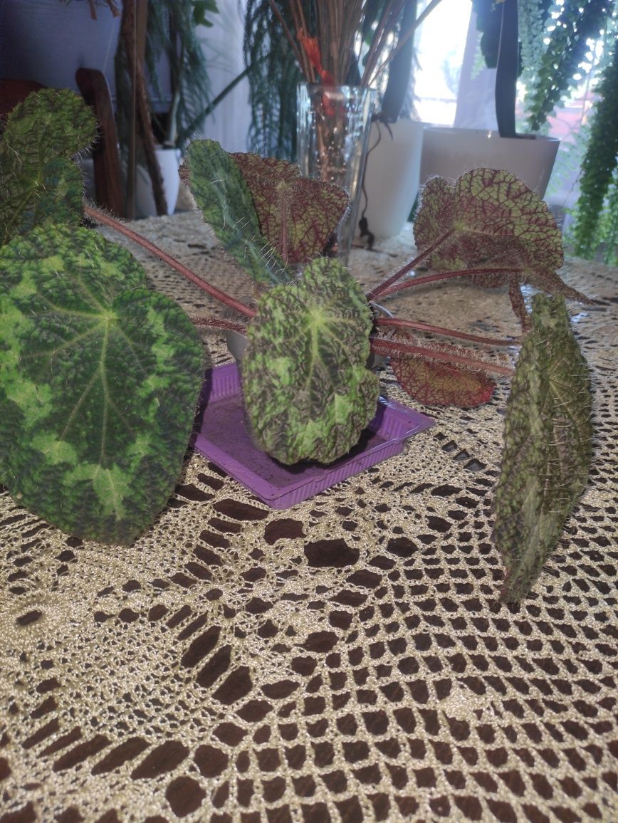 Begonia doniczka ładne okazy
