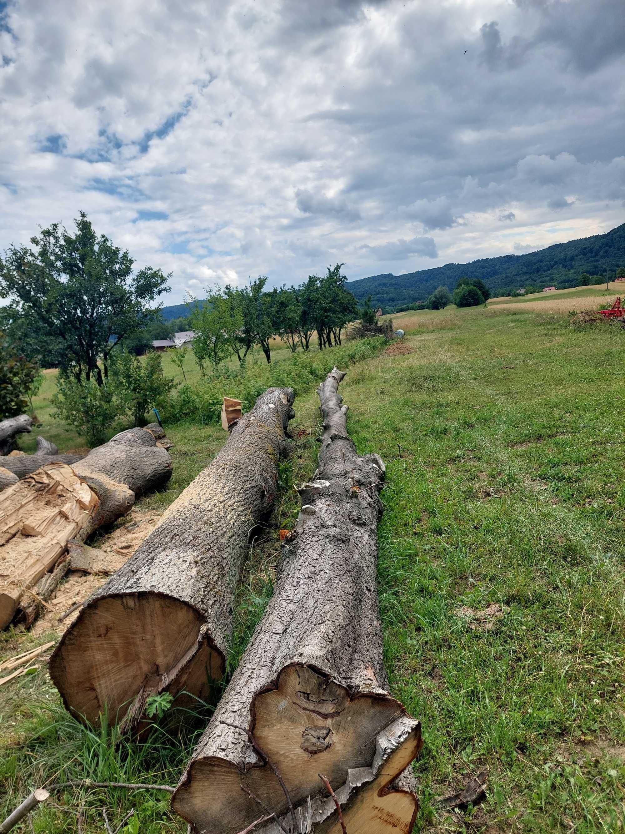 Sprzedam drewno lipy i kasztana
