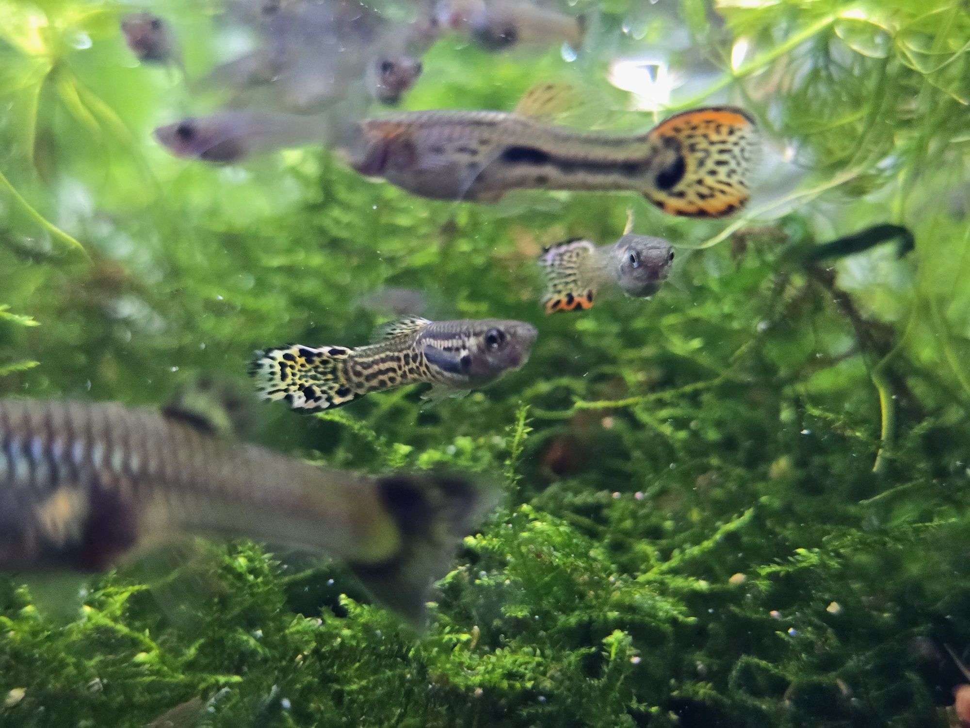 Guppys juvenis Machos e fêmeas