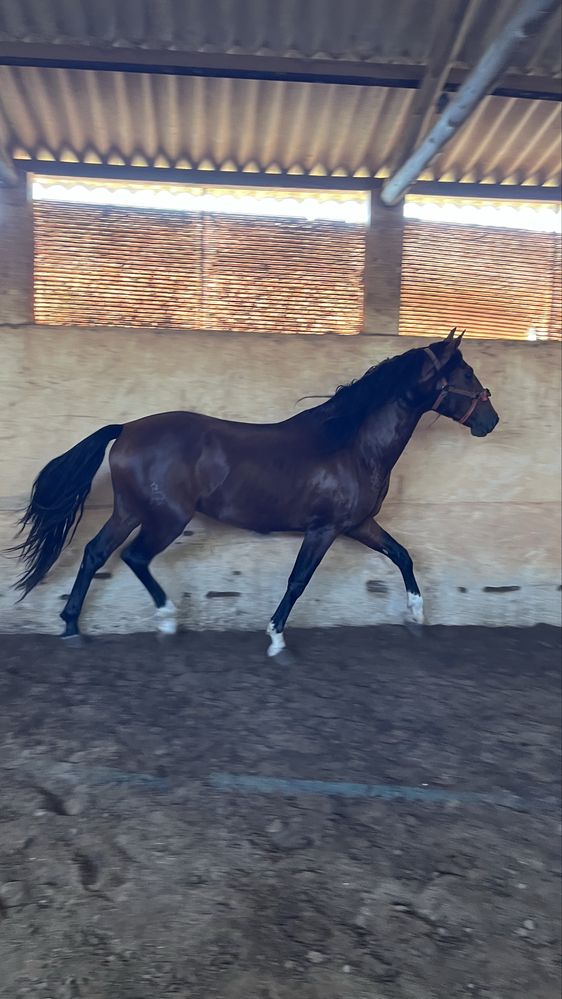 Cavalo Puro Sangue Lusitano